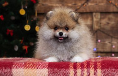 Yeni yıl geçmişinde köpek yavrusu spitz