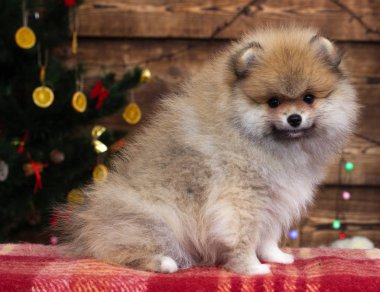 Yeni yıl geçmişinde köpek yavrusu spitz