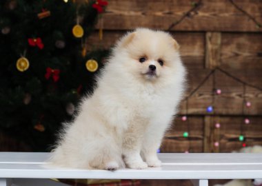 Yeni yıl geçmişinde köpek yavrusu spitz