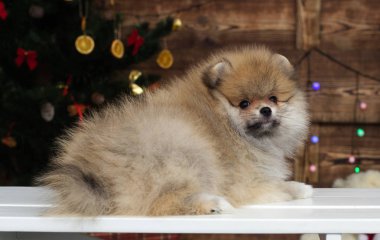 Yeni yıl geçmişinde köpek yavrusu spitz