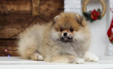 Yeni yıl geçmişinde köpek yavrusu spitz