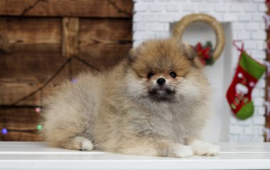 Yeni yıl geçmişinde köpek yavrusu spitz