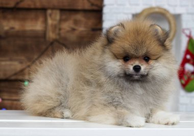 Köpek yavrusu Spitz Noel arkaplanında