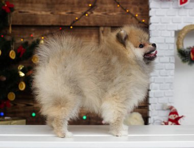 Köpek yavrusu Spitz Noel arkaplanında