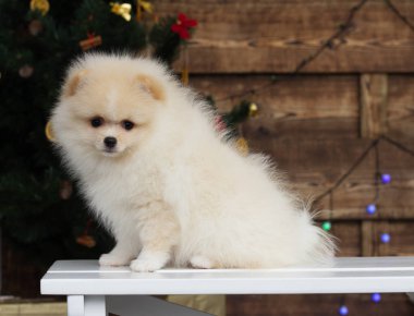 Köpek yavrusu Spitz Noel arkaplanında