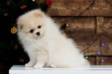 Köpek yavrusu Spitz Noel arkaplanında