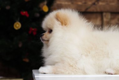 Küçük Pomeranya köpeği Noel 'in altında görünüyor