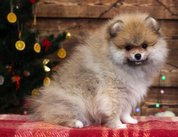 Yeni yıl geçmişinde köpek yavrusu spitz