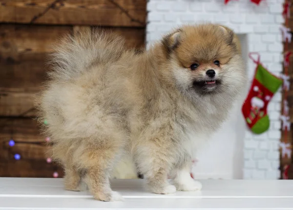 Köpek yavrusu Spitz Noel arkaplanında