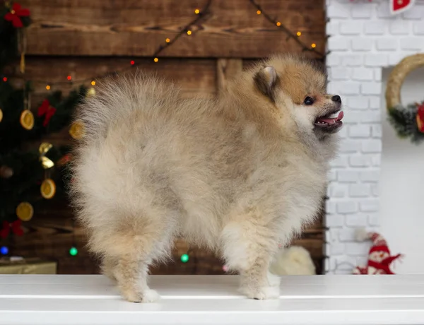 Cachorro Spitz Sobre Fondo Navidad —  Fotos de Stock