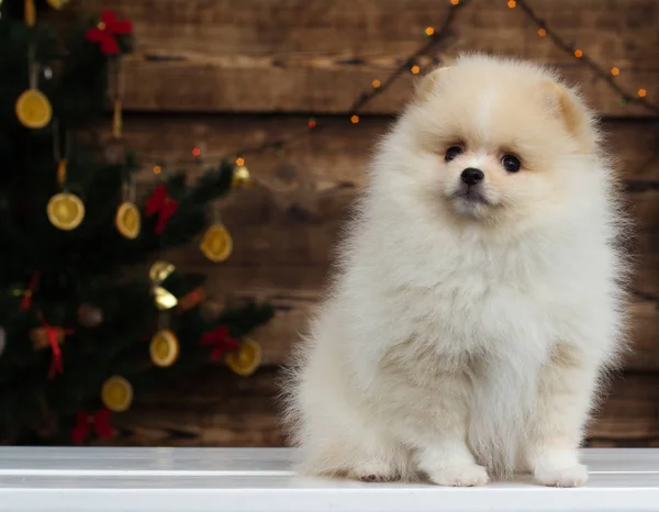 Cachorro Spitz Sobre Fondo Navidad —  Fotos de Stock