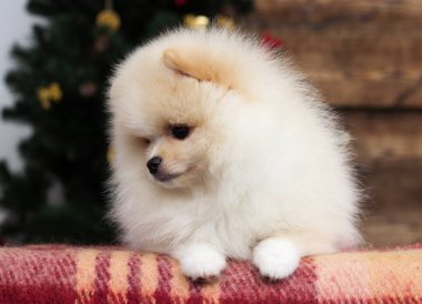 Pomeranya köpeği Noel 'in altına bakıyor