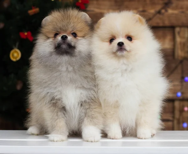 Pequeño Cachorro Pomeranian Mira Bajo Navidad —  Fotos de Stock