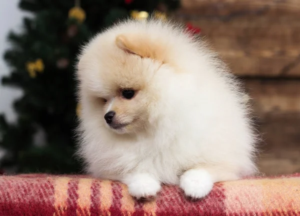 Pomeranian Cachorro Looks Bajo Navidad —  Fotos de Stock