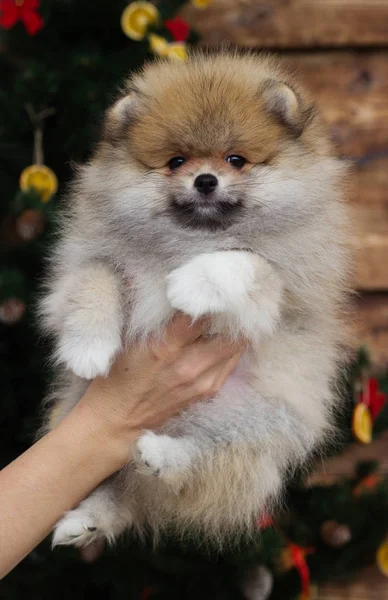 Cucciolo Pomerania Sullo Sfondo Natale — Foto Stock