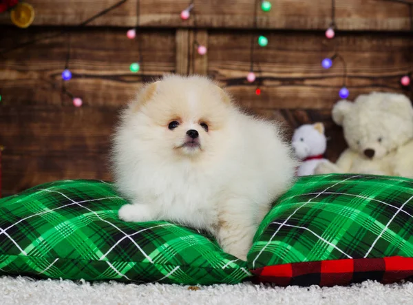 Cachorro Fondo Navidad —  Fotos de Stock