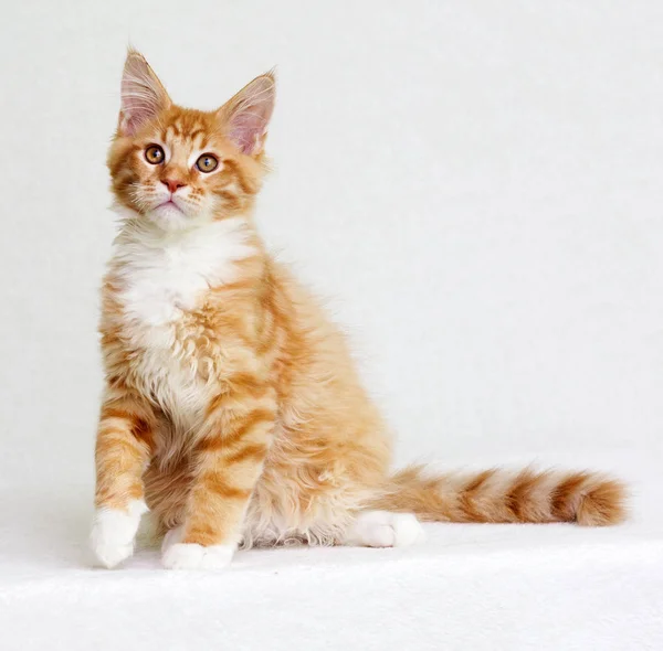 Červené Kotě Sedí Dívá — Stock fotografie