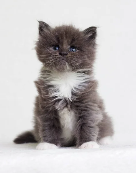 Pequeño Gris Gatito Maine Coon — Foto de Stock