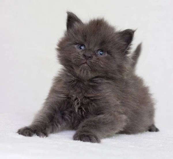 Pequeno Casulo Maine Gatinho Cinza — Fotografia de Stock