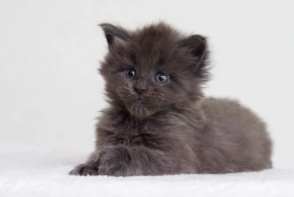 Küçük Gri Kedi Maine Rakunu — Stok fotoğraf