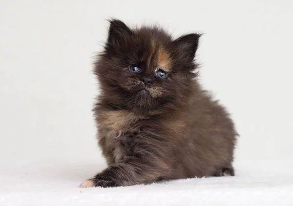 Pequeno Gatinho Três Cores Olha — Fotografia de Stock