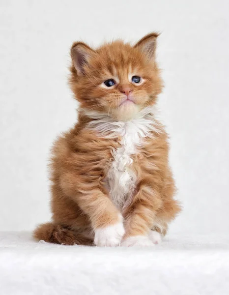 Gatinho Vermelho Sentado Olhando — Fotografia de Stock