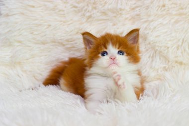 Küçük şirin kedi maine rakunu gibi görünüyor. 
