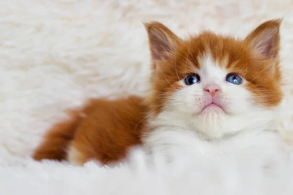 Pouco Bonito Gatinho Maine Casulo Parece — Fotografia de Stock