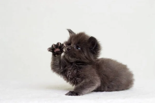 Pequeño Gris Gatito Maine Coon — Foto de Stock