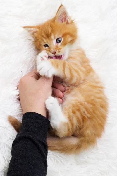 Small Red Haired Kitten Hugs His Human Hand Paws Top — Stock Photo, Image