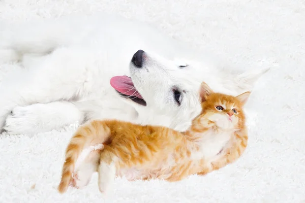 Kätzchen Und Welpe Zusammen Auf Einer Flauschigen Decke — Stockfoto