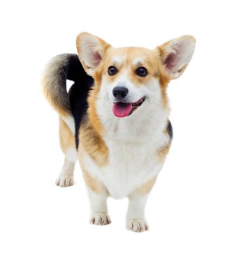 köpek Galce corgi pembroke