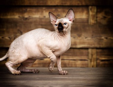 Tahta arka planda Kanada Sphynx cinsi kedi.