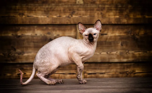 Katzenrasse Des Kanadischen Sphinx Auf Einem Hölzernen Hintergrund — Stockfoto