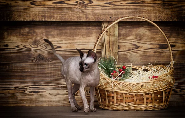 Cat Breed Canadian Sphynx Wooden Background — Stock Photo, Image