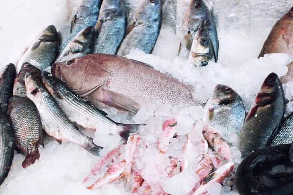 Peixe Diferente Congelado Gelo — Fotografia de Stock