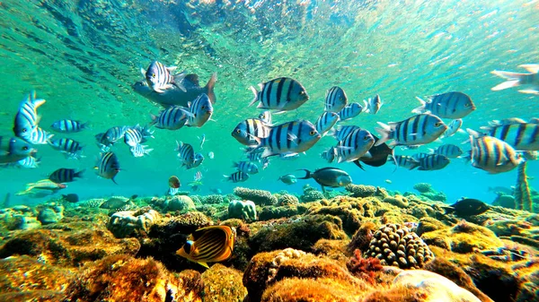 Peces flotantes, bajo el agua — Foto de Stock