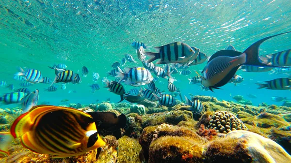 Peixes flutuantes, subaquáticos — Fotografia de Stock