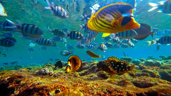 Peces flotantes, bajo el agua — Foto de Stock