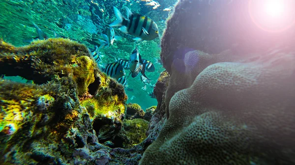 Los peces nadan — Foto de Stock