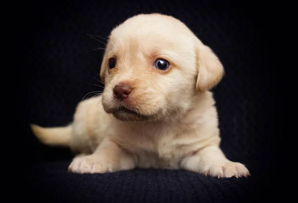 Mały Beżowy Szczeniak Labrador Wygląda — Zdjęcie stockowe