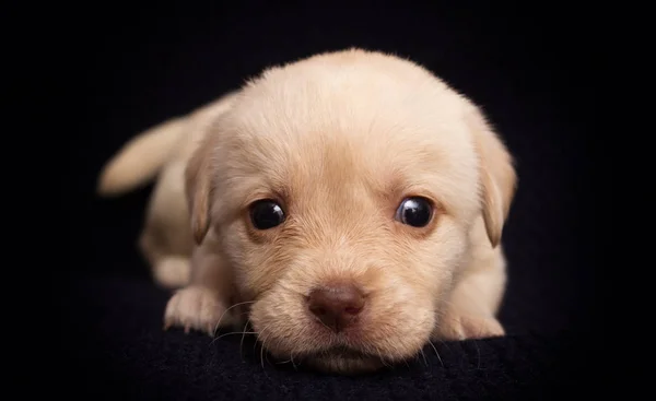 Mały Beżowy Szczeniak Labrador Wygląda — Zdjęcie stockowe