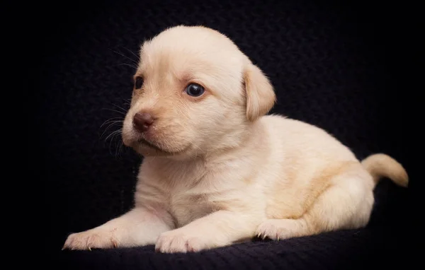 Mały Beżowy Szczeniak Labrador Wygląda — Zdjęcie stockowe