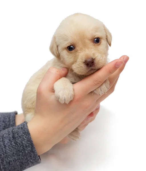 Malé Béžové Labrador Štěně Lidské Ruce Bílém Pozadí — Stock fotografie