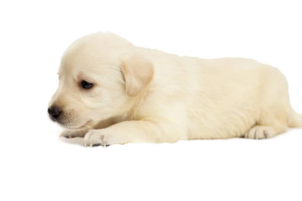 Beyaz Bir Arka Plan Üzerinde Labrador Köpek Yavrusu — Stok fotoğraf