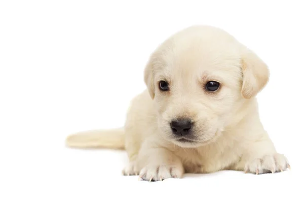 Beyaz Bir Arka Plan Üzerinde Labrador Köpek Yavrusu — Stok fotoğraf