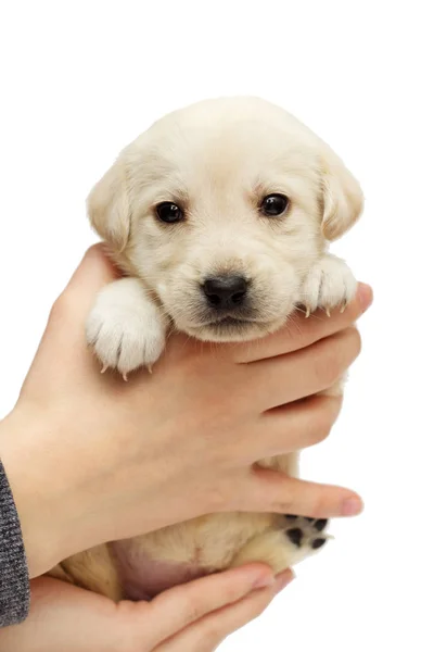 Small Beige Labrador Puppy Human Hand White Background — Stock Photo, Image