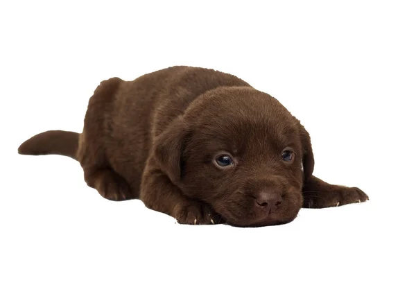 Kleine Bruine Labrador Puppy Witte Achtergrond — Stockfoto