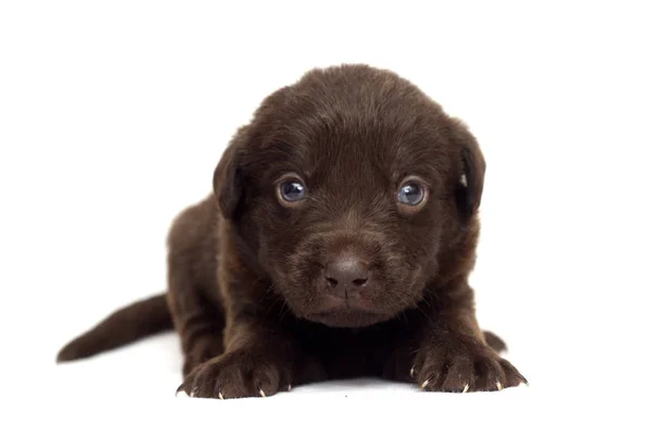 Cachorro Pequeño Labrador Marrón Sobre Fondo Blanco —  Fotos de Stock