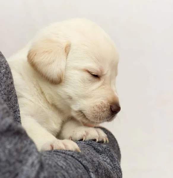 ラブラドールの子犬が手の上で寝ていて — ストック写真